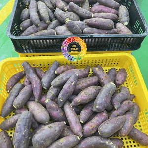 Patates douces vietnamiennes fraîchement cuites à la vapeur, qualité supérieure, surgelées IQF, en vrac, pour le marché mondial - Product Image 1
