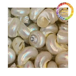 High Quality Polished <b>Abalone</b> <b>Shell</b> Decorative Sea <b>Shell</b> for Home Decor and Craft - Product Image 2