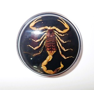 Escorpión Dorado, Espécimen Real, Cabujón de Plástico Redondo de 38.5x38.5 mm, Base Plana Negra para Manualidades y Joyería - Product Image 4