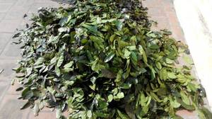 Venta al por Mayor de Hojas Secas de Guanábana VIET DELTA - Orgánicas Puras envasadas al Vacío - 12 Meses de Vida Útil y Beneficios para la Salud - Sra. Beatrix - Product Image 4