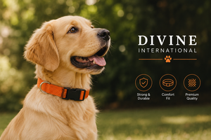 Collier pour chien en nylon professionnel avec clip à dégagement rapide, vente en gros par Divine International - Product Image 4