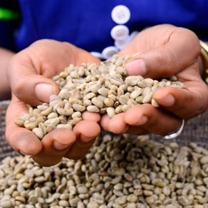Wholesale Vietnam <b>Robusta</b> <b>Coffee</b> <b>Beans</b> – Bulk Natural Green Unroasted Seeds OEM ODM Export Supply, 12% Moisture Grade - Product Image 3