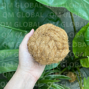 Pelota Masticable Natural de Coco para Perros, Ecológica, para Limpieza Dental, Uso Diario, Origen Vietnam - Product Image 4