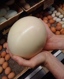 ไข่นกกระจอกเทศสดและลูกไก่ในห้องเก็บอุณหภูมิอุ่น - Product Image 3