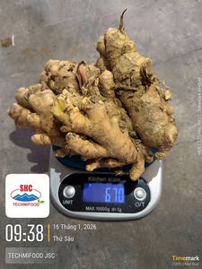 Vietnam Fresh Ginger Strong Aroma High Quality Farm Direct Bulk Export - Product Image 6