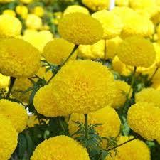 Semillas de Caléndula Premium |   Semillas de Flores Híbridas de Alta Germinación |   Semillas de Caléndula de Alto Rendimiento Sin OMG para Cultivo Comercial - Product Image 6