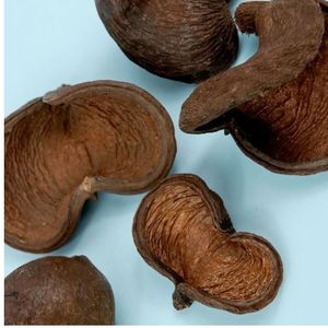 ยามูนา ฝักบัลมอสแห้งธรรมชาติรักษ์โลก (ขนาดใหญ่) สำหรับตู้ปลา - Product Image 4