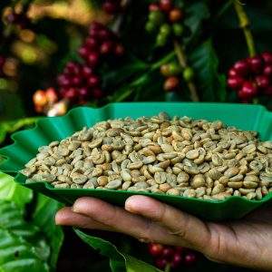 Café Vert Bio Non Torréfié en Gros – Grains de Café Arabica & Robusta 100% Naturels de Haute Qualité pour l'Exportation OEM/ODM Vietnam - Product Image 5
