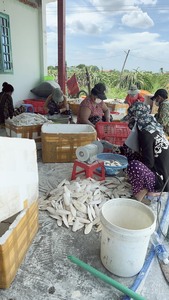 [BEST SELLER] |   Os de seiche séchés, différentes tailles, haute qualité, riches en calcium, friandise pour oiseaux, provenance Vietnam - Product Image 6