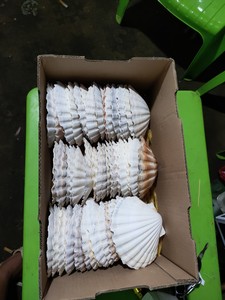 Coquillages en vrac très demandés pour la création d'œuvres en résine et l'artisanat décoratif, pour la fabrication et la conception de bijoux, Vietnam - Product Image 3