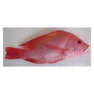 Poisson rouge congelé à prix avantageux, sélection de poissons de qualité supérieure, offert en gros et en vrac - Product Image 2