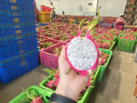 Zachtzoete, frisse, licht verfrissende smaak. Natuurlijk vers premium drakenvrucht OEM ODM export gezonde producten 100% natuurlijk diepvries.