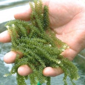 BEST-SELLER : Algues de mer séchées durables du Vietnam (Caulerpa Lentillifera) – Riches en nutriments – Directement des importateurs - Product Image 3