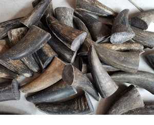 Cuerno Vikingo para Beber Hecho a Mano por TIMELESS CRAFT, Ecológico y Orgánico, de Alta Calidad a Precio Económico, Regalo Empresarial Moderno - Product Image 4