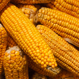 Produit de maïs sec et propre avec grains de maïs jaunes pour l'alimentation animale (volailles, bétail et nutrition agricole) en emballage prêt à l'exportation - Product Image 6