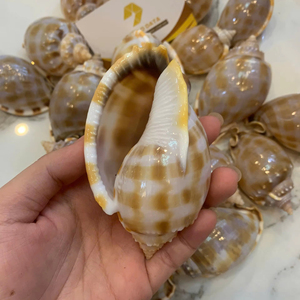 Coquillages décoratifs sélectionnés à la main pour la décoration intérieure côtière de luxe - Product Image 1