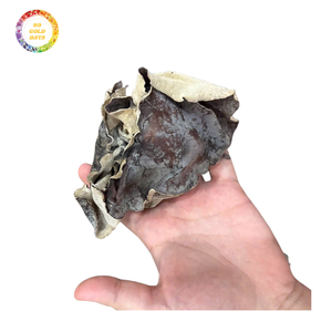 Hongo Oreja de Pana Seco al por Mayor con Color Oscuro y Buena Tasa de Expansión - Product Image 1