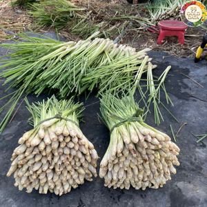 ก้านตะไคร้แช่แข็ง/ ตะไคร้สับแช่แข็ง/ ตะไคร้หั่นแช่แข็ง จากวัตถุดิบธรรมชาติ สำหรับใช้ในอาหารและเครื่องดื่ม - Product Image 6