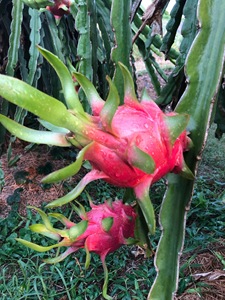 Dragon <span class=keywords><strong>fruit</strong></span> blanc naturel frais, qualité export standard OEM, goût doux et rafraîchissant, 100% ODM - Product Image 3