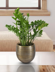 Elegante maceta de metal de hierro dorado con acabado texturizado maceta decorativa redonda para el hogar y el jardín planta interior al aire libre - Product Image 4