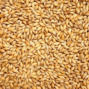Blé à grains longs biologique naturel, soigneusement sélectionné, grains entiers de qualité supérieure, adapté à la mouture et à la pâtisserie - Product Image 6