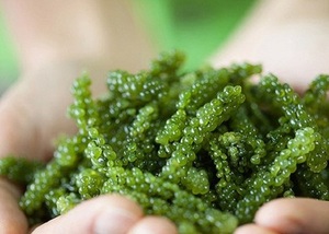 Fabricante vietnamita que ofrece uvas de mar para exportación al por mayor con capacidad de suministro confiable a largo plazo - Product Image 2