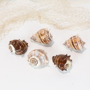 Coquillages naturels nettoyés au meilleur prix, coquillages de haute qualité, décorations pour aquarium. - Product Image 6