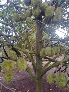 Vente chaude de fruits frais Durian fabriqués au Vietnam de haute qualité prêts à exporter WA84786436556 - Product Image 6