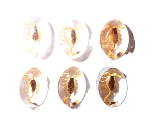 Escorpión Dorado, Espécimen Real, Cabujón de Plástico Ovalado de 12x18 mm, Base Plana Transparente para Manualidades y Joyería - Product Image 4