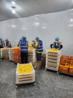 [HOT ITEM] Zoete Gedroogde Zachte Mango Tropische Mango Snack Bulk AD Proces Water Familie Deelverdeler Dagelijks Genot Vietnam Grootverpakking