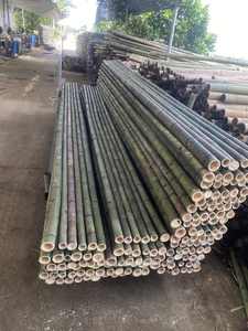 Estacas de Bambú Ecológicas / Varas de Bambú / Postes de Bambú para Jardín Fabricados por 99 Gold Data Vietnam - Product Image 2