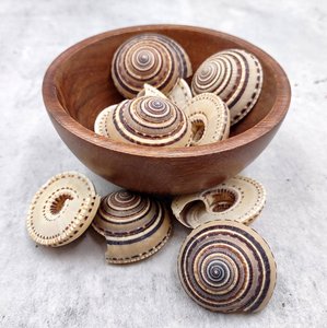 Conchas marinas naturales limpias al por mayor para manualidades, conchas decorativas en espiral, conchas marinas para relojes solares. - Product Image 1