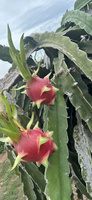 [HOGE KWALITEIT] Premium Biologische Vietnamese Rode Vlees Dragon Fruit Nieuwe Oogst Grote Maat 100% Natuurlijk Vers Markt Groothandel