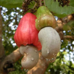 Materia Prima de Anacardos Vietnamitas Premium, Insumo Agrícola de Alta Calidad para Exportación, Vida Útil de 12 Meses, Exportación de Anacardos Vietnamitas - Product Image 1