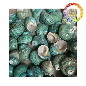 Vente en gros de coquilles de nacre naturelles polies avec une brillance irisée turquoise pour la décoration artisanale - Product Image 1