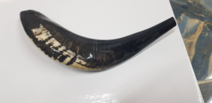 Shofar de Cuerno de Carnero Ecológico Pulido Estilo Animal de Alta Calidad, Cuerno de Israel, Venta al por Mayor desde India para Artesanía y Halloween - Product Image 2