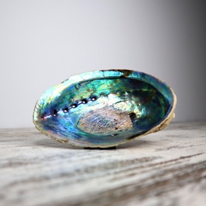 Paua <b>shells</b> seashell for aquarium tank decor <b>abalone</b> <b>shell</b> high quality natural raw seashells - Product Image 2