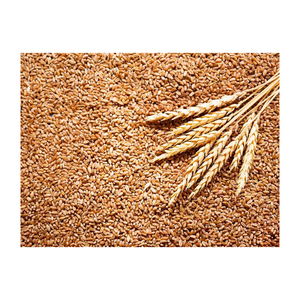 Blé tendre de qualité supérieure en gros, vente en vrac de qualité alimentaire, prêt à être expédié, approvisionnement pour l'exportation - Product Image 6