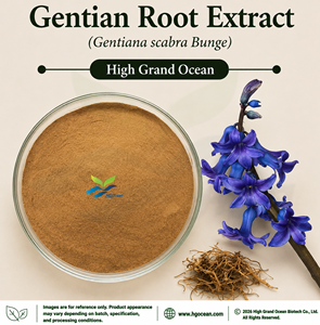 HGO Factory Direct Supply Gentian <b>Root</b> Extract (Gentiana scabra) Food Grade Ratio Extract 4:1 5:1 10:1 20:1 100:1 200:1 - Product Image 1