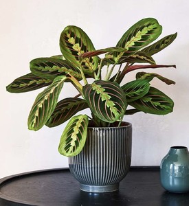 Maceta de Cerámica Acanalada y Esmaltada con Diseño Profundo, Construcción Duradera, Elegante Decoración para Plantas de Interior - Product Image 1