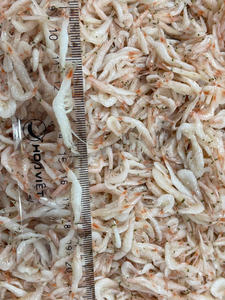 Camarones Secos al por Mayor con Calidad y Nutrición Premium de Proveedor Vietnamita // Evan - Product Image 6