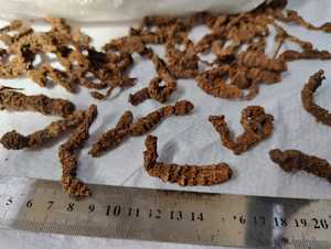 ราก Valeriana Officinalis,ราก Valeriana - Product Image 3