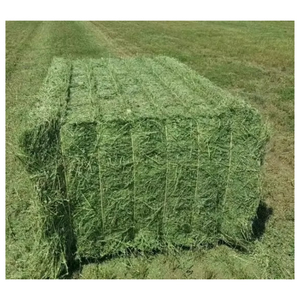 Alfalfa Hay Animal Feed High Fiber Dried Forage Hay Bale for Horses Cattle Sheep Wholesale Bulk Supply Export Supplier - Product Image 4