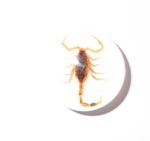 Escorpión Dorado, Espécimen Real, Cabujón de Plástico Redondo de 19x19 mm con Base Plana Blanca para Manualidades y Joyería - Product Image 2