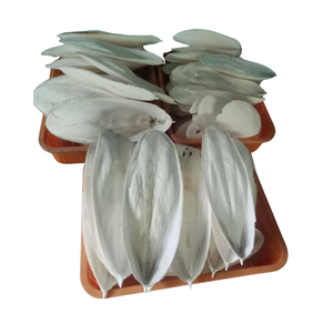 PRODUIT PHARE : Os de Seiche Pur Premium Écologique à Absorption Rapide, Sûr pour les Oiseaux et Reptiles, Enrichi en Calcium, Vitamines et Minéraux - Product Image 1