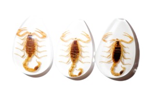 Scorpion doré, spécimen réel, cabochon en plastique, coupe poire, 46x30 mm, blanc, fond plat, pour artisanat et fabrication de bijoux - Product Image 4