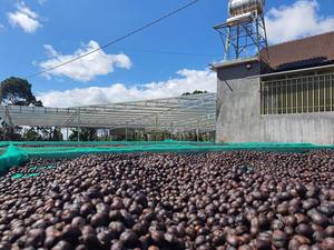 Café vietnamita molido, tostado medio, mezcla Robusta/Arabica 70/30, OEM ODM, bolsa de 1 kg - Product Image 3