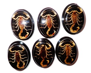 Escorpión Dorado, Espécimen Real, Cabujón de Plástico Ovalado de 31x41 mm, Base Plana Negra para Manualidades y Joyería - Product Image 1