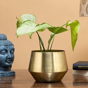 Pot de fleurs moderne en laiton, conteneur pour plantes d'intérieur, design minimaliste, finition chromée, décoration de bureau, finition dorée - Product Image 3