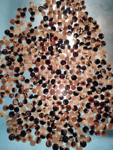 Ébauches de boutons de corne polies et naturelles de haute qualité pour les boutons de corne de vache/boeuf naturels de vêtement couleur vierge par FWE - Product Image 5